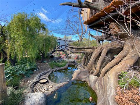 Palo alto junior museum and zoo - Jul 2, 2018 · The Palo Alto Junior Museum and Zoo will reopen to the public around May 2020 with new exhibit galleries and classrooms, among other features. Rendering by CAW Architects. After a decadelong ... 